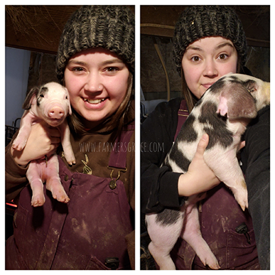 Day One Piglet Care
